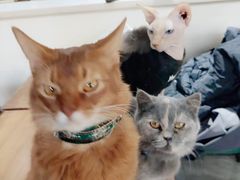 -猫小院猫主题餐厅(南锣旗舰店)