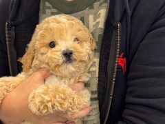 -萌宠之家·腊肠犬·马尔泰·小体犬舍