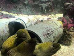 -北戴河圣蓝海洋公园