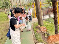 -合肥滨湖国家森林公园