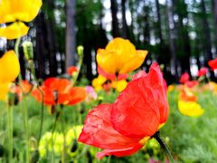 -上海共青森林公园