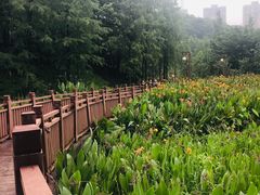 -重庆彩云湖湿地公园