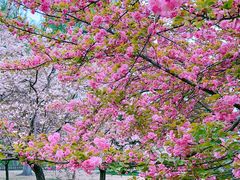 -莲花池公园