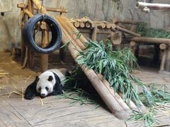 -深圳野生动物园