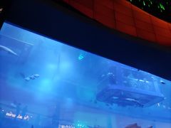 -迪拜水族馆及水下动物园