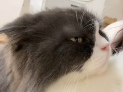 -李小姐の猫咖啡馆(五角场店)