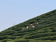 -龙坞茶村