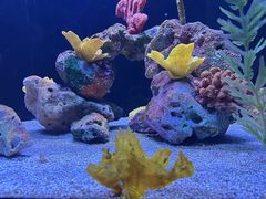 -上海海洋水族馆