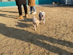 -趣玩宠物乐园寄养训犬训狗游泳池