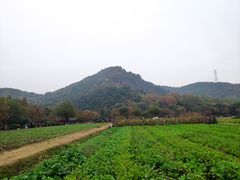-八卦田遗址公园