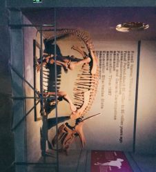 -恐龙探索乐园(磁器口店)