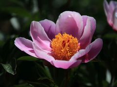 -扬州芍药园(仪征市)