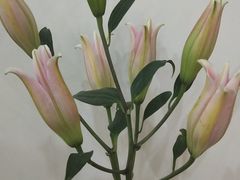 -武汉花鸟市场