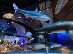 -贝林大翅鲸简餐厅(国家海洋博物馆店)