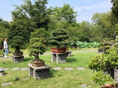 -盆景园(扬州大运河文化旅游度假区)