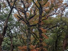 -普陀山风景名胜区-法雨禅寺