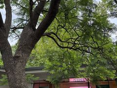 -墨尔本皇家植物园