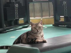 -KingBull私教健身&格斗订制(龙井商业中心店)