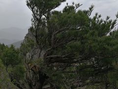 -牛背梁国家森林公园