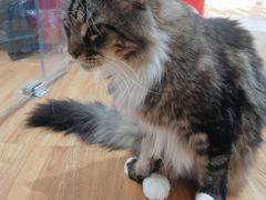 -COLOR PETS 撸猫馆·购猫·猫咖(长风大悦城店)