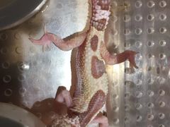 -灵龟之家百象馆(百象馆联合旗舰店)