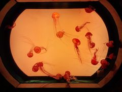 -沈阳海洋探索中心