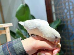 -吉丁鸟咖·异宠·寄养