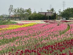 -杭州湾海上花田景区