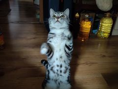 -达爱动物医院·犬猫分区·CT·复杂眼科(远洋山水分院)