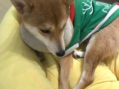 -逗柴咖啡屋·狗咖猫咖宠物桌游