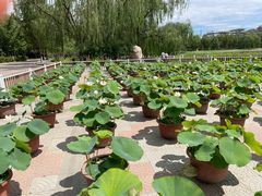 -莲花池公园