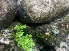 -姑婆山旅游区