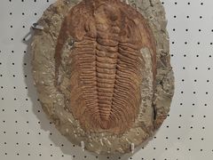 -辽宁古生物博物馆