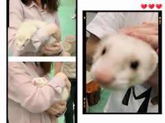 -藦茜花园宠物主题亲子互动体验馆(国顺东路店)