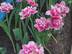 -石家庄市植物园