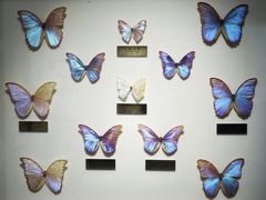 -上海昆虫博物馆