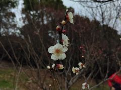 -香雪海