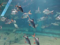 -芜湖新华联大白鲸海洋公园