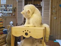 -猫色咖啡·猫咖
