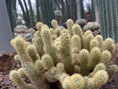 -南山植物园