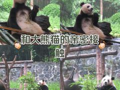 -都江堰中华大熊猫苑