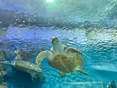 -上海海洋水族馆