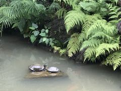 -深圳仙湖植物园