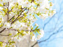 -霸王茶姬(南亚风情第壹城店)