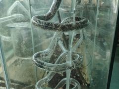 -上海大自然野生昆虫馆(东方明珠·爬宠昆虫探索中心)