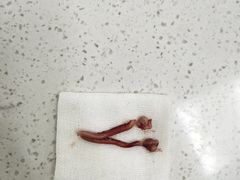 -联合动物医院(光谷诊疗中心)