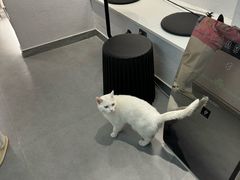 -琪喵猫屋·撸猫猫咖·猫舍