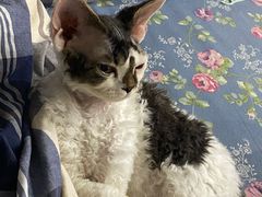 -猫大福·Fortune Cat猫舍(百子湾店)