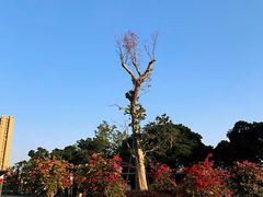-文华公园(禅城区)