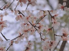 -桃花堤公园